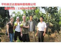 欧洲客户考察平和县正达大三红蜜柚苗基地5