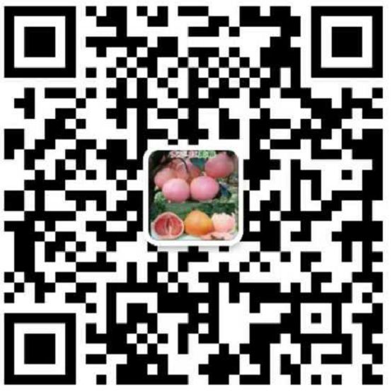 泰国红宝石青柚苗价格,正宗泰国青柚苗福建省平和县青柚网苗木有限公司